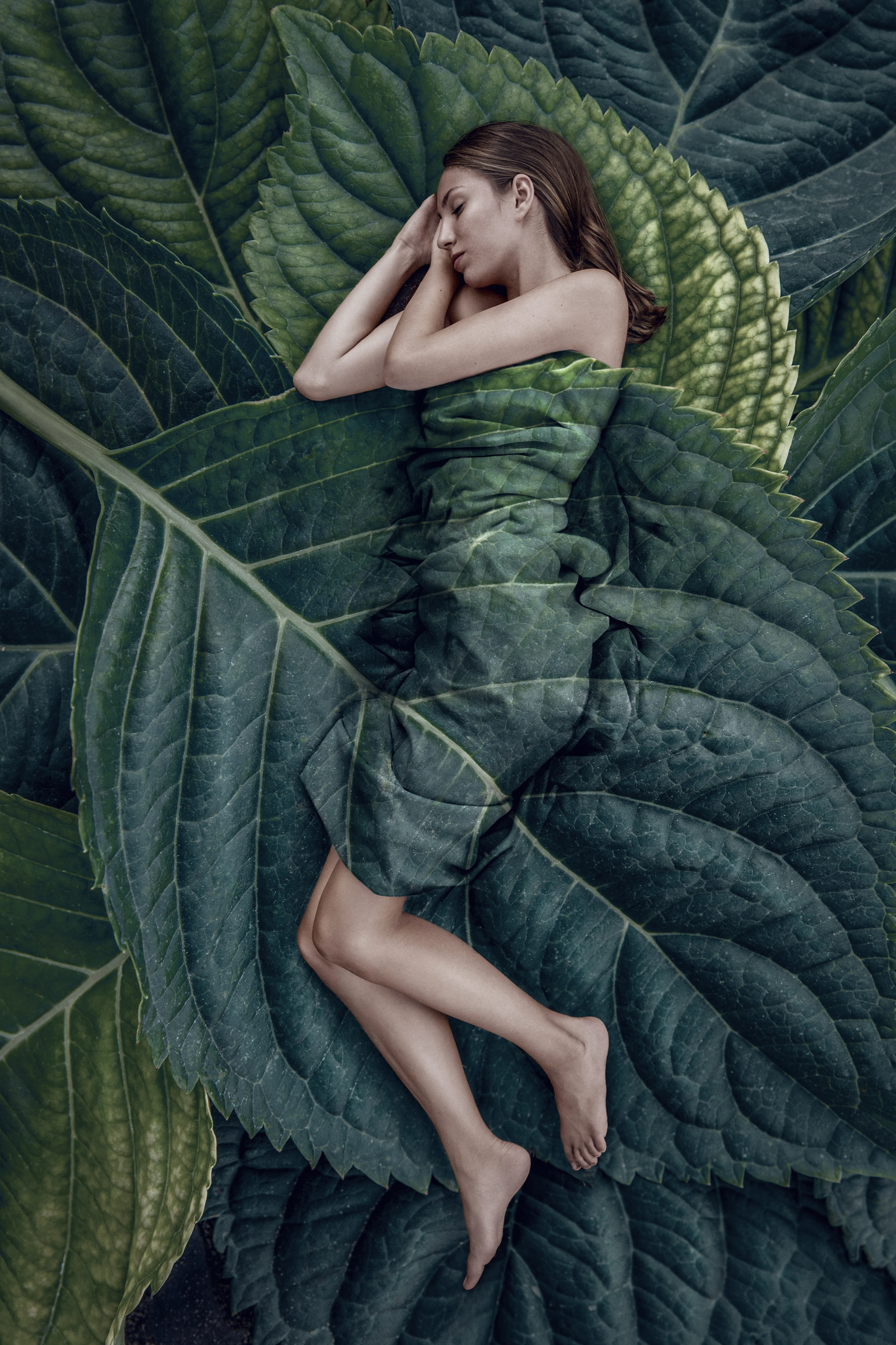 seamless photo compositing realistic shadows of a woman curled in a fetal position, wrapped in large green leaves like a natural blanket.